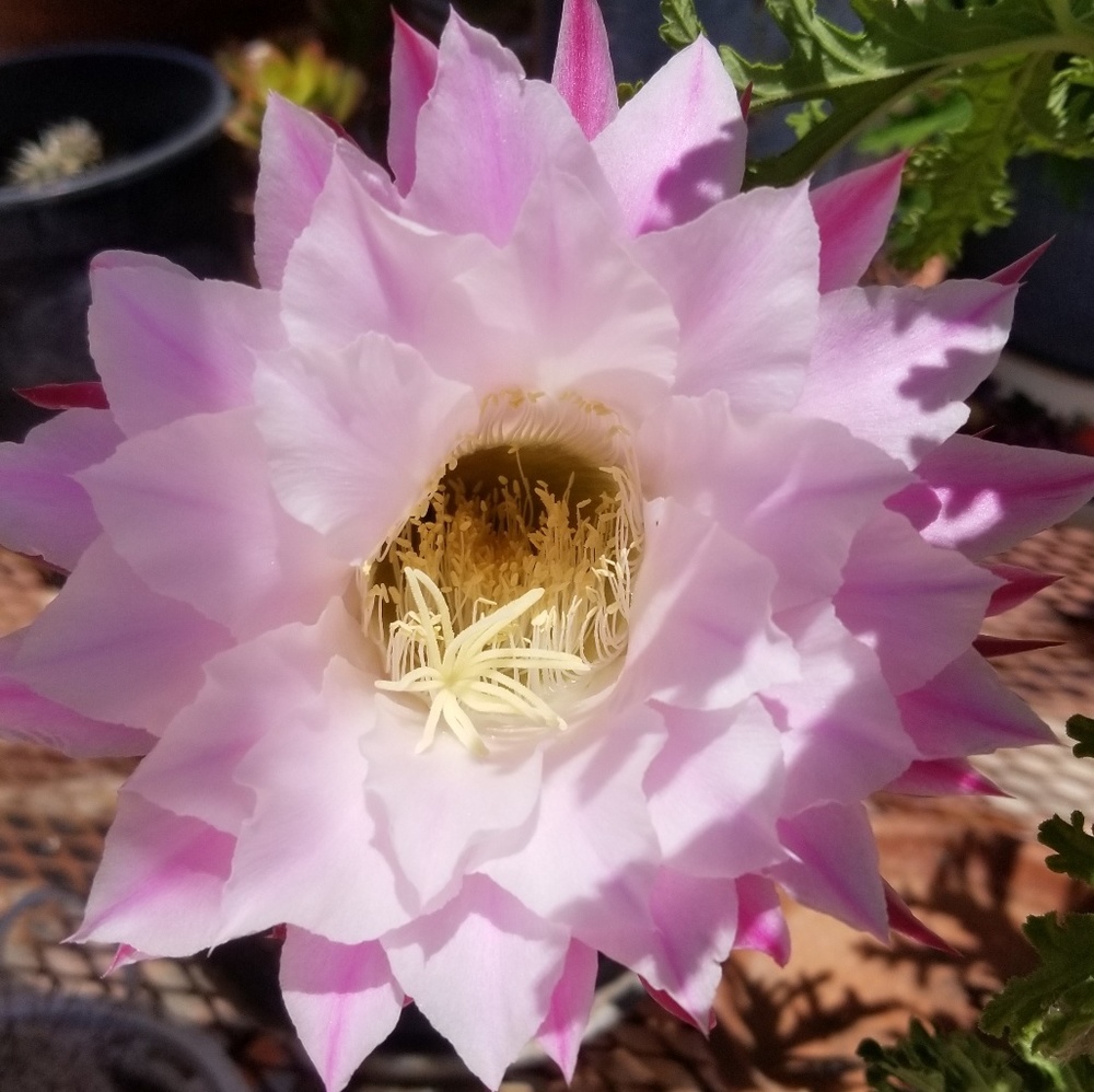 Meet your Posher, Thais